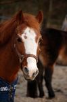 Ponyportrait