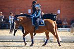 Turnier Waltrop: Die erste Reiterpr&uuml;fung ohne Galopp...