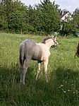 Kleines Fohlen auf gr&uuml;ner Wiese