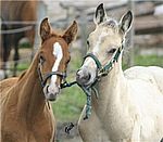 Fohlenspiele (Copyright M. G&uuml;th)