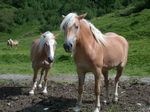 "Freilaufende" Haflinger...