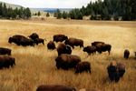 Yellowstone NP, B&uuml;ffelherde