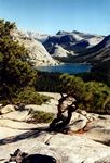 Yosemite NP - Blick auf den Tenaya Lake